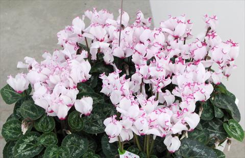 photo of flower to be used as: Pot and bedding Cyclamen persicum mini Metis® Victoria