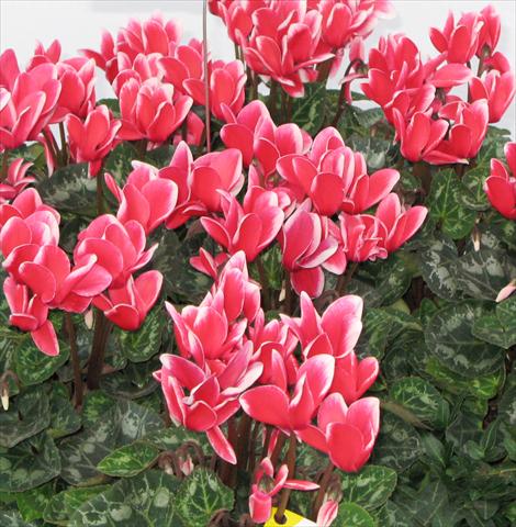 photo of flower to be used as: Pot, bedding, patio Cyclamen persicum midi Tianis® Fantasia Rouge écarlate
