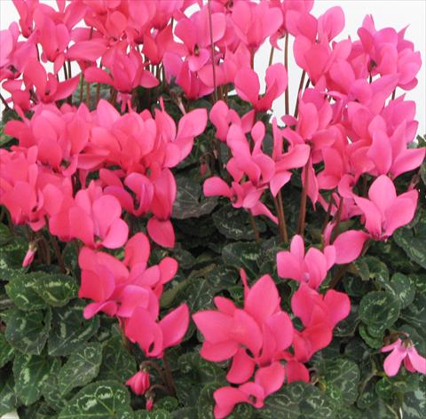 photo of flower to be used as: Pot, bedding, patio Cyclamen persicum midi Tianis® Fuchsia Neon