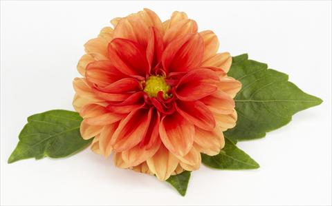 photo of flower to be used as: Pot, bedding, patio Dahlia Decoretta Orange