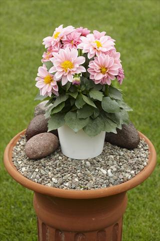 photo of flower to be used as: Pot, bedding, patio Dahlia Decoretta Rose-Pink
