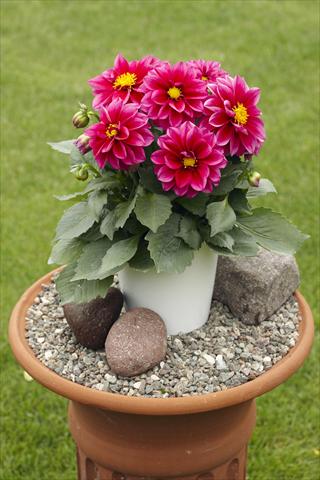 photo of flower to be used as: Pot, bedding, patio Dahlia Decoretta Violet