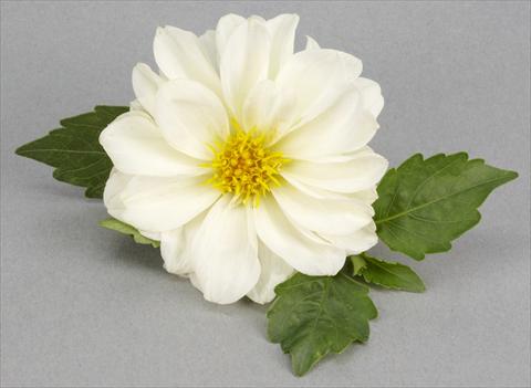 photo of flower to be used as: Pot, bedding, patio Dahlia Decoretta White