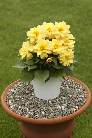 photo of flower to be used as: Pot, bedding, patio Dahlia Decoretta Yellow