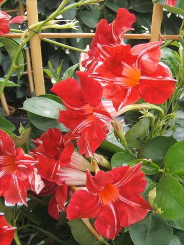 photo of flower to be used as: Pot, bedding, patio Dipladenia (Mandevilla) Sundaville® Red Star