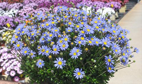 photo of flower to be used as: Pot, bedding, patio Felicia amelloides Felicitara Blue