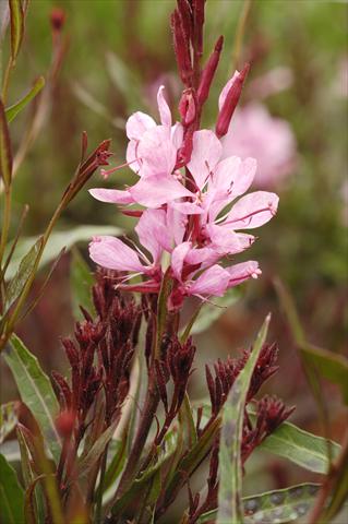 photo of flower to be used as: Pot and bedding Gaura Obsession