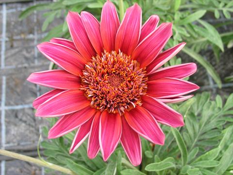 photo of flower to be used as: Pot and bedding Gazania Sun Bathers® Otomi