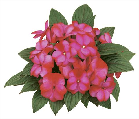 photo of flower to be used as: Pot, bedding, patio, basket Impatiens N. Guinea Paradise® Fancy
