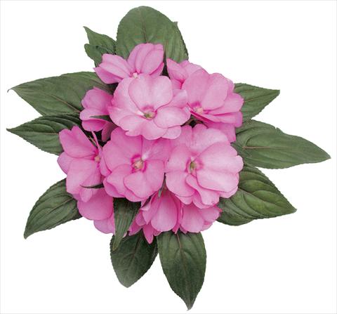 photo of flower to be used as: Pot, bedding, patio, basket Impatiens N. Guinea Paradise® Jacinto