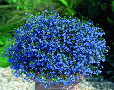 photo of flower to be used as: Pot, bedding, patio, basket Lobelia Lobelie Westflowers® Blue Star
