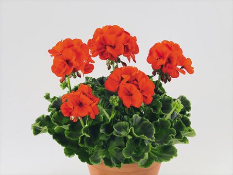 photo of flower to be used as: Pot, bedding, patio Pelargonium zonale Compact Gen® Serena Nova