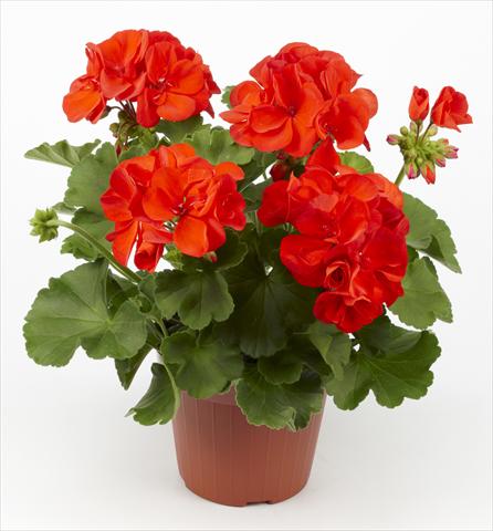 photo of flower to be used as: Pot, bedding, patio Pelargonium zonale pac® Hidemi