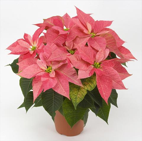 photo of flower to be used as: Pot Poinsettia - Euphorbia pulcherrima PLA® Eckespoint® Giulietta