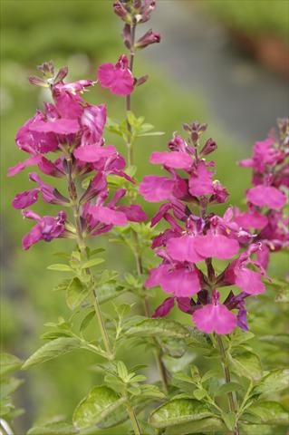 photo of flower to be used as: Pot and bedding Salvia greggii PLA® Puebla Rose