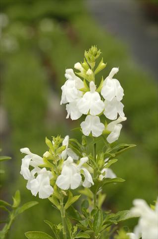 photo of flower to be used as: Pot and bedding Salvia greggii PLA® Puebla White