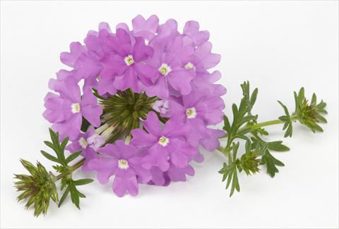 photo of flower to be used as: Pot, bedding, patio, basket Verbena Benissima® Lavender