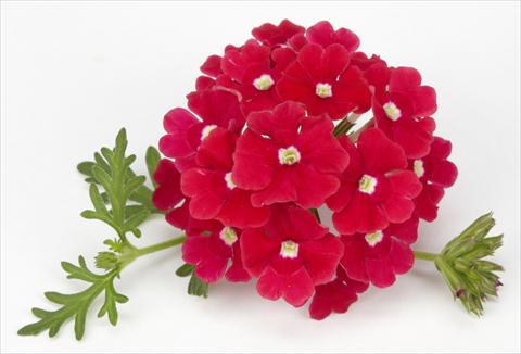 photo of flower to be used as: Pot, bedding, patio, basket Verbena Benissima® Red