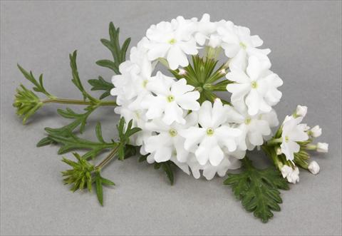 photo of flower to be used as: Pot, bedding, patio, basket Verbena Benissima® White