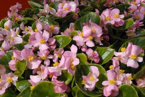 photo of flower to be used as: Pot and bedding Begonia Monza Pink