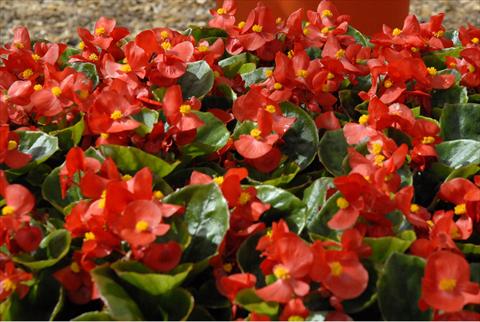 photo of flower to be used as: Pot and bedding Begonia Monza Scarlet