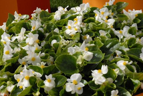 photo of flower to be used as: Pot and bedding Begonia Monza White