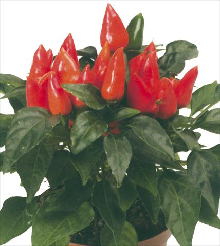 photo of flower to be used as: Pot and bedding Capsicum annuum Maya Mambo