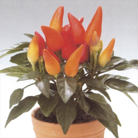 photo of flower to be used as: Pot and bedding Capsicum annuum Salsa Red-Yellow