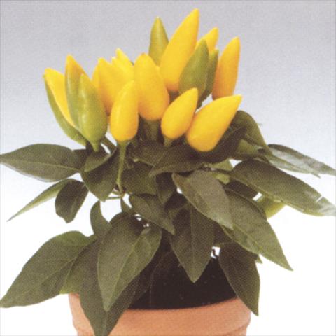 photo of flower to be used as: Pot and bedding Capsicum annuum Salsa Yellow