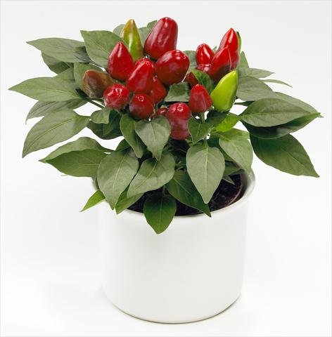 photo of flower to be used as: Pot and bedding Capsicum annuum Tango Red