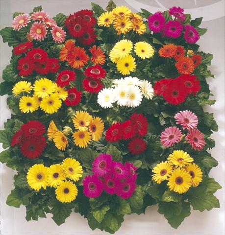 photo of flower to be used as: Pot and bedding Gerbera jamesonii Royal Premium Mixture