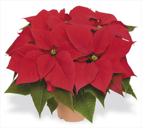 photo of flower to be used as: Pot Poinsettia - Euphorbia pulcherrima RED FOX Cosmo Red