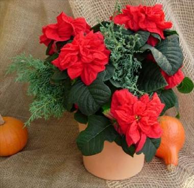 photo of flower to be used as: Basket / Pot Poinsettia - Euphorbia pulcherrima Winter Rose Early Red