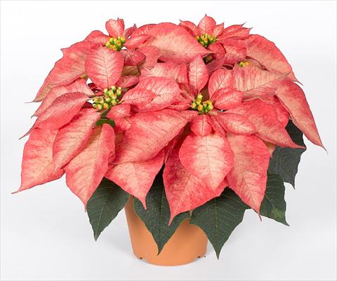 photo of flower to be used as: Pot Poinsettia - Euphorbia pulcherrima RED FOX Premium Ice Crystal