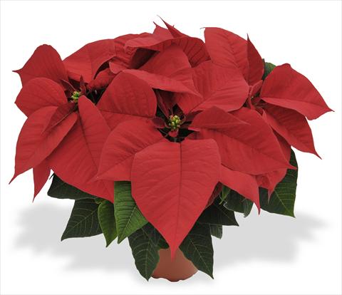 photo of flower to be used as: Pot Poinsettia - Euphorbia pulcherrima RED FOX Premium Early