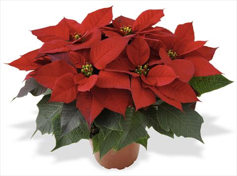 photo of flower to be used as: Pot Poinsettia - Euphorbia pulcherrima RED FOX Scandic Early