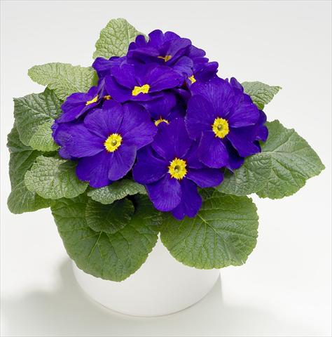 photo of flower to be used as: Pot and bedding Primula acaulis, veris, vulgaris Mega Blue