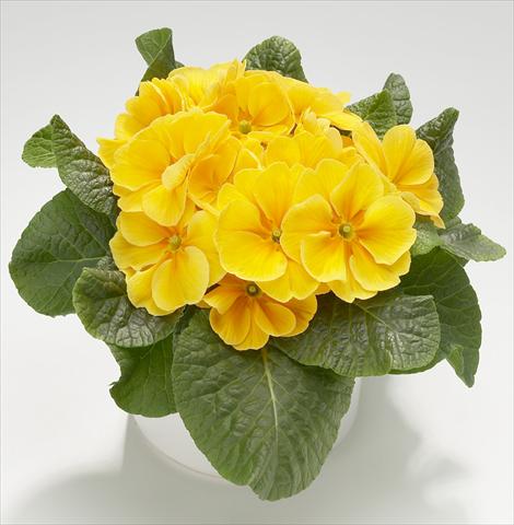 photo of flower to be used as: Pot and bedding Primula acaulis, veris, vulgaris Mega Golden Yellow