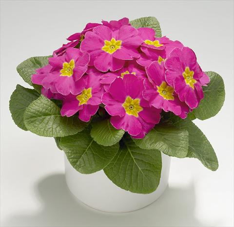 photo of flower to be used as: Pot and bedding Primula acaulis, veris, vulgaris Mega Rose