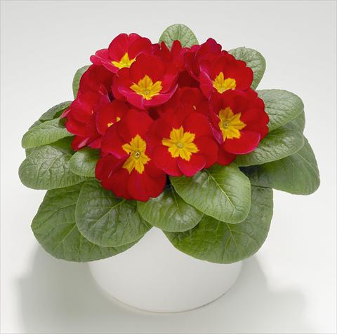 photo of flower to be used as: Pot and bedding Primula acaulis, veris, vulgaris Mega Scarlet