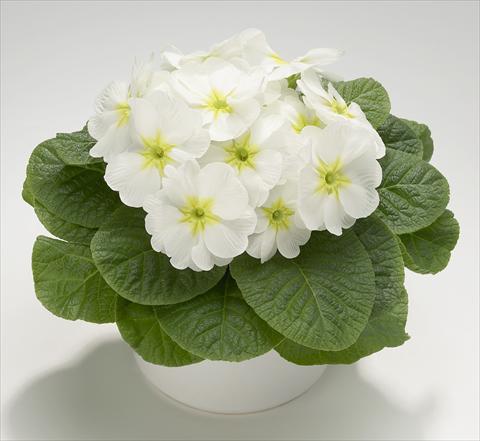 photo of flower to be used as: Pot and bedding Primula acaulis, veris, vulgaris Mega White with Green Eye