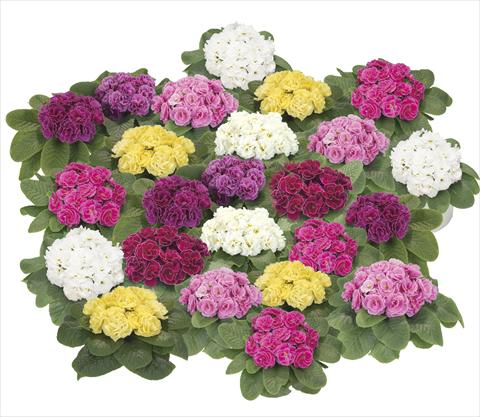 photo of flower to be used as: Pot and bedding Primula acaulis, veris, vulgaris Paloma Mix
