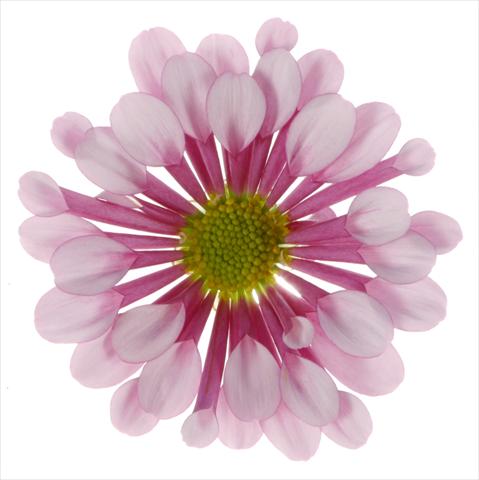 photo of flower to be used as: Pot and bedding Chrysanthemum Biarritz