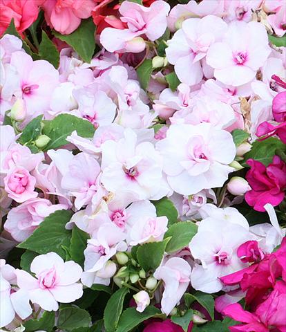 photo of flower to be used as: Pot, bedding, patio, basket Impatiens walleriana Athena Appleblossom