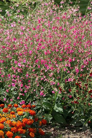 photo of flower to be used as: Pot, bedding, patio Nicotiana Whisper Deep Pink