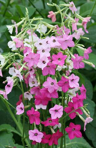 photo of flower to be used as: Pot, bedding, patio Nicotiana Whisper Mixed