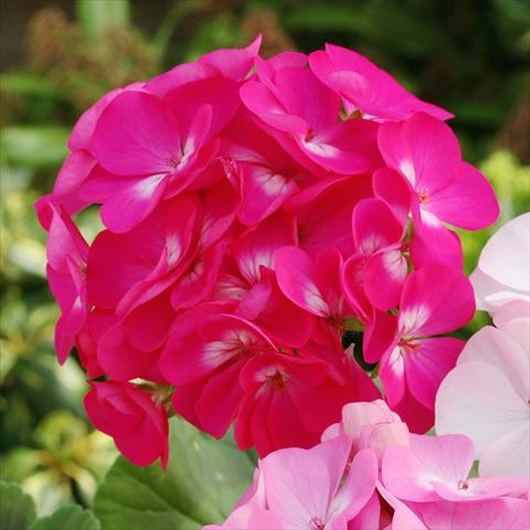 photo of flower to be used as: Pot, bedding, patio Pelargonium zonale Dancer Deep Rose