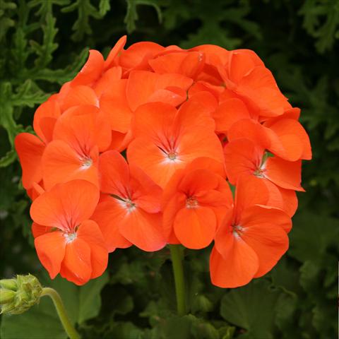 photo of flower to be used as: Pot, bedding, patio Pelargonium zonale Dancer Orange