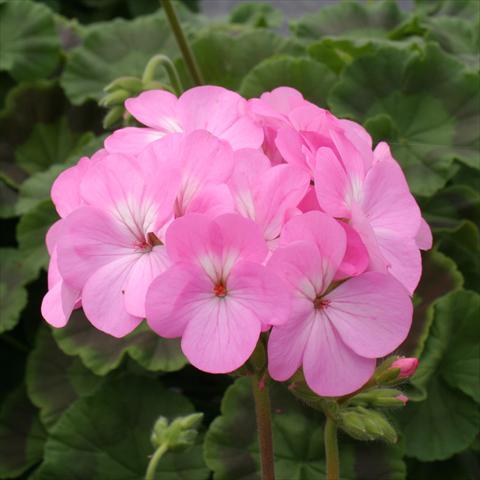 photo of flower to be used as: Pot, bedding, patio Pelargonium zonale Dancer Pink