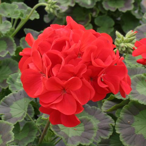 photo of flower to be used as: Pot, bedding, patio Pelargonium zonale Dancer Red